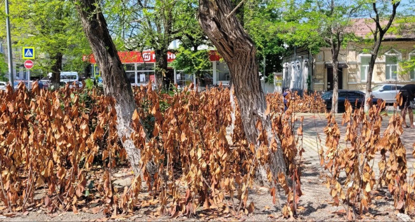 Иск на 12 миллионов рублей: администрация Новороссийска судится с подрядчиком из-за погибшей лавровишни в сквере Брежнева