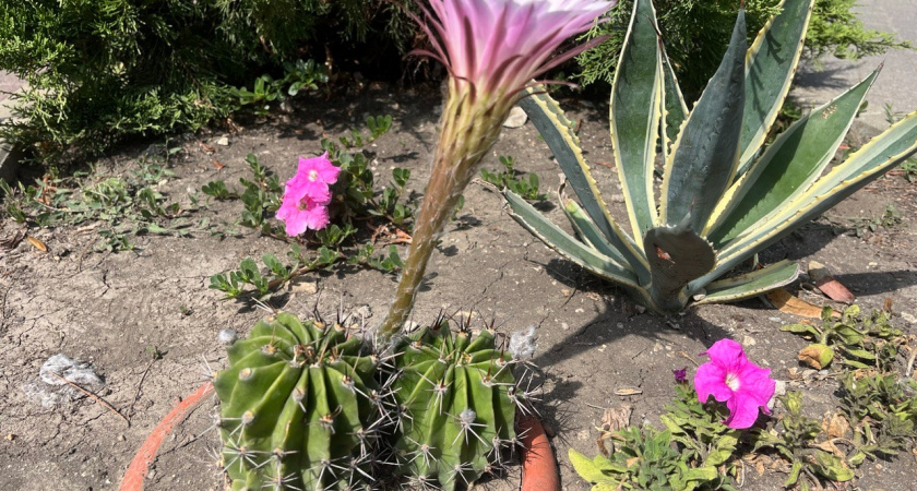 В Абрау-Дюрсо распустился кактус, который цветет всего один день