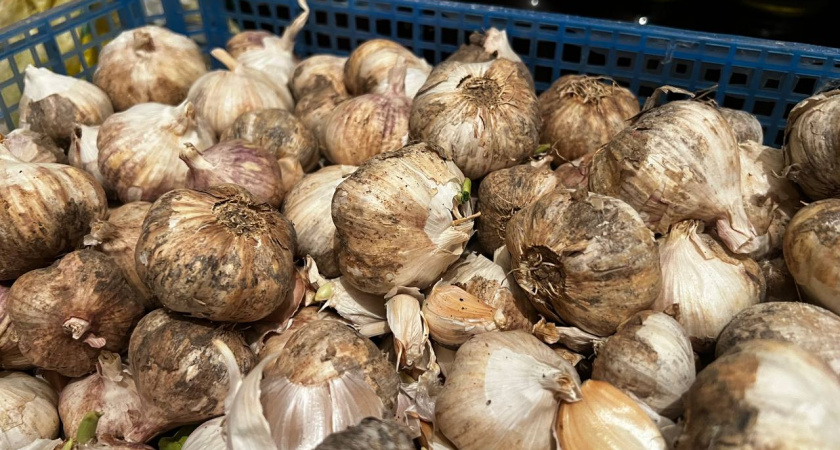 Раскрыт неочевидный, но лучший способ хранения чеснока: займет мало места и пролежит много лет