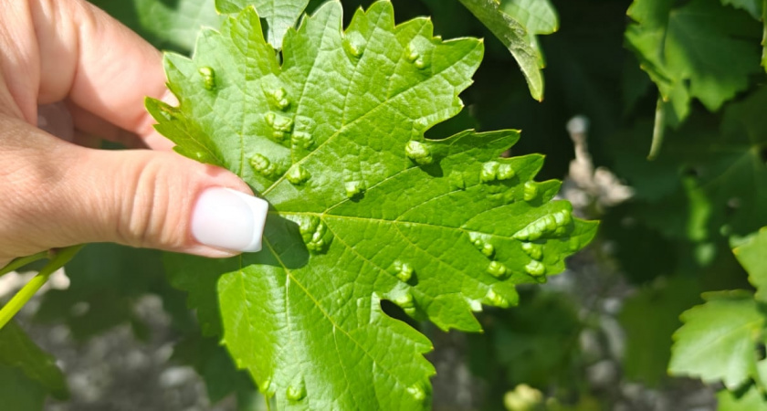 Эксперты предупреждают об угрозе филлоксеры для виноградников 