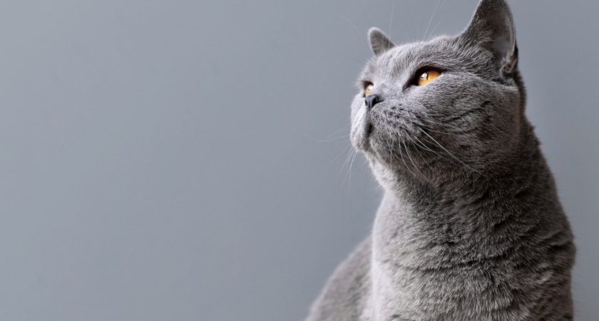 Не надо так называть своих кошек: имена, которые грамотные хозяева никогда не дают