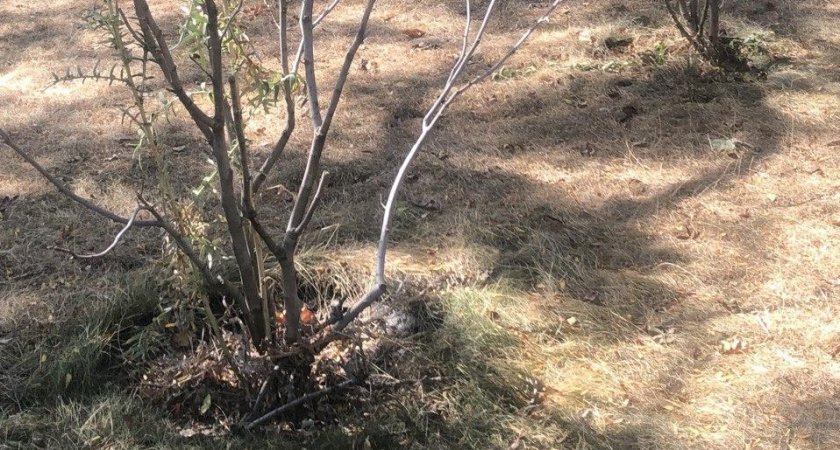 В парке Фрунзе в Новороссийске восстановят все поврежденное имущество