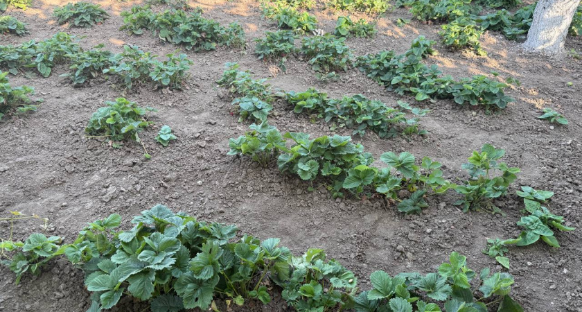 Что правильно делать с клубникой в сентябре, чтобы на следующий год собрать ведро с куста