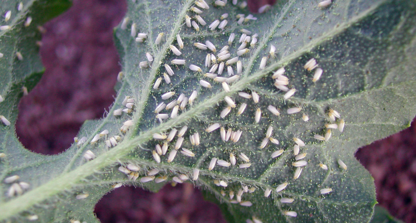 Прощай, белокрылка! Три проверенных способа избавления от вредителя - работают на 100%