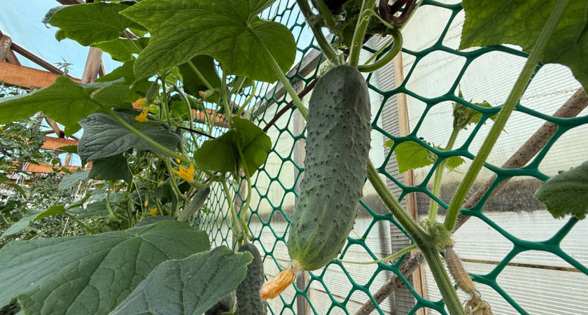 Три самых урожайных сорта огурцов: ещё и на вкус прекрасны – болеть и горчить точно не будут