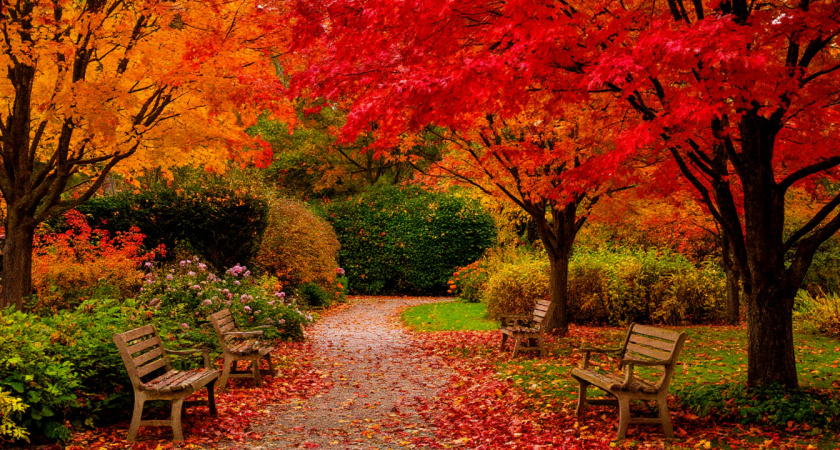Сам Мичурин так делал, а мы ленимся: 5 важнейших этапов подготовки сада к зиме - плодовые деревья в следующем сезоне скажут "спасибо"