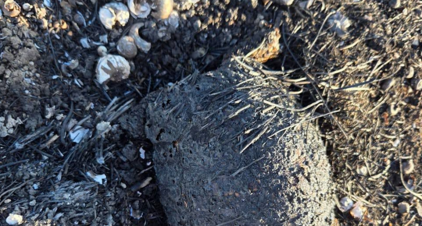 Сгорели заживо: на пепелище в Прилагунье Новороссийска нашли шесть мертвых черепах и больше десятка змей