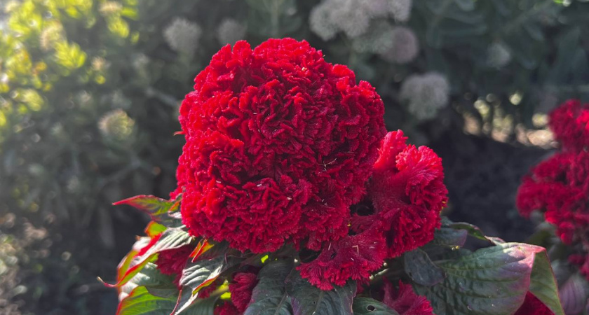 Почему нельзя сажать бархатцы на огороде: семь опасностей назвал опытный агроном