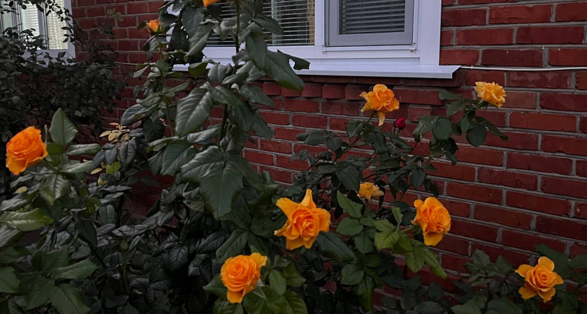 Осенью обязательно запасаюсь торфом и золой: только они помогают мощно защитить кусты роз от надвигающихся морозов