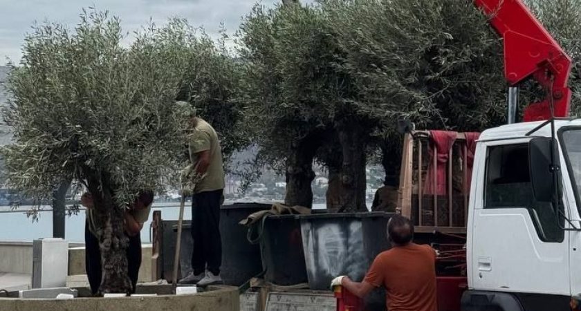 На набережной Новороссийска появилась оливковая аллея: горожан просят не срывать и не есть плоды – они невкусные