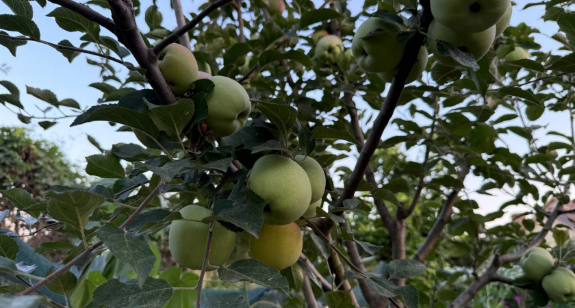 Еще 93 года назад Мичурин говорил: Опрыскивайте яблони только так — урожая будет в несколько раз больше