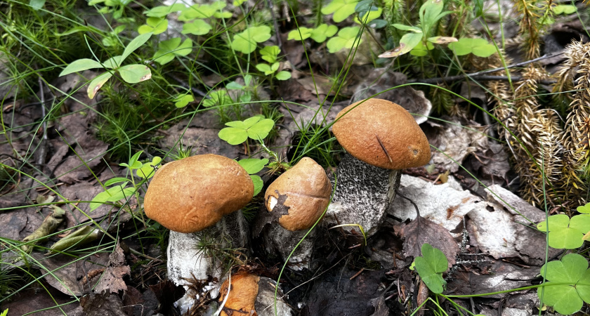 Этот гриб раньше заготавливали тоннами, а сейчас никто не берет в лесу