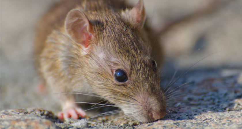 Против клещей, грызунов и комаров: в Новороссийске пройдет санитарная обработка территорий