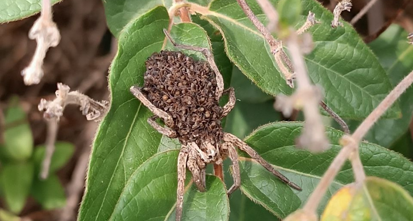 Плюс одна фобия: новороссийцы обнаружили на своем участке «чудище в шубке из деток»