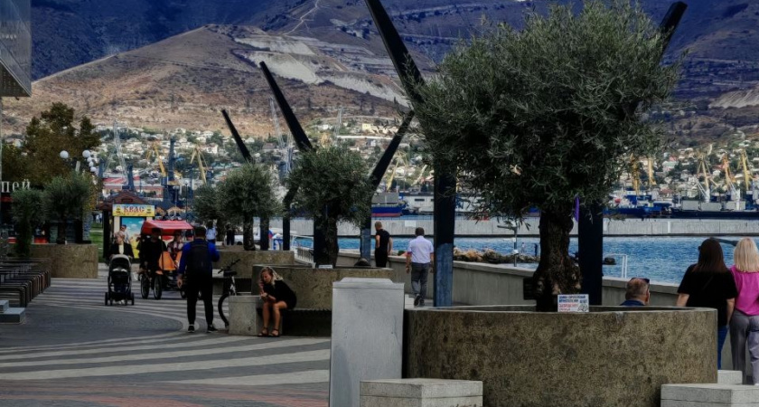 «Шанс есть, но веры мало»: выживут ли оливы на набережной Новороссийска – мнения специалистов