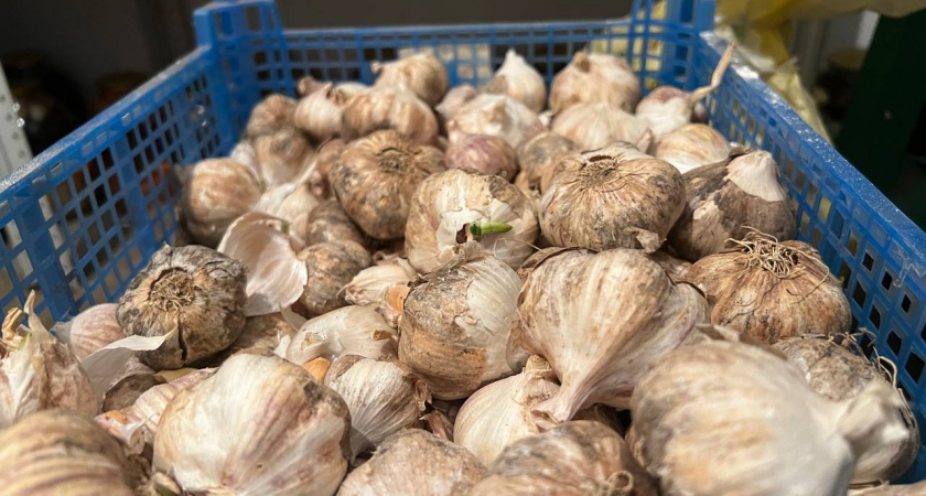 Сажаю чеснок по осени правильно: на другой год головки вырастают с кулак