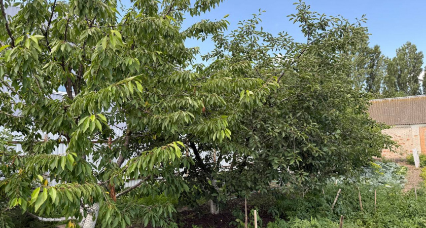 Бросаю горсть этого под деревья — и муравьи убегают без следа: дедовский лайфхак без химозы  