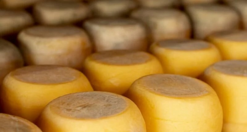  Деликатесы вне закона: на Кубани за 8 месяцев 2025 года сожгли 168 килограммов заморских сыров и колбас