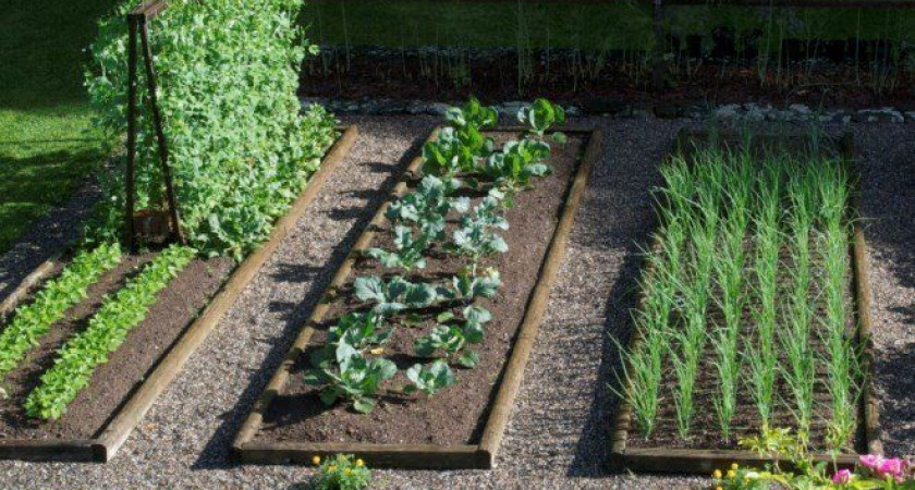 Откажитесь от сидератов, это вредно для огорода: совет опытного дачника