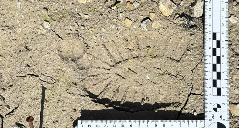 В Новороссийске задержали вора, обокравшего строящийся дом на 50 тысяч рублей