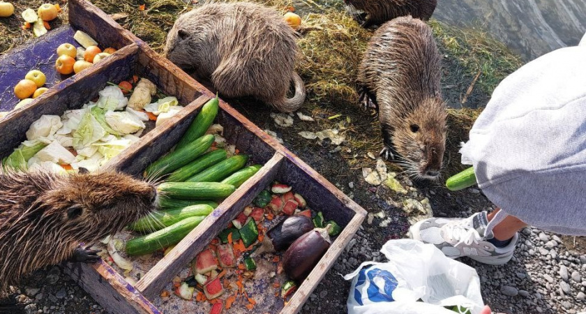 Нутрии живы! Все семь зверьков снова вышли к новороссийцам в Суджукской лагуне