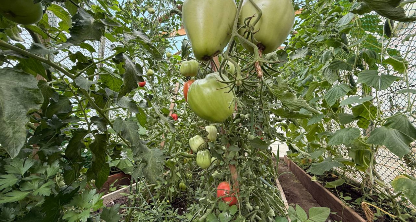 Не выбрасывайте зеленые помидоры: по-грузинскому рецепту они получаются вкуснее красных — идеальная закуска
