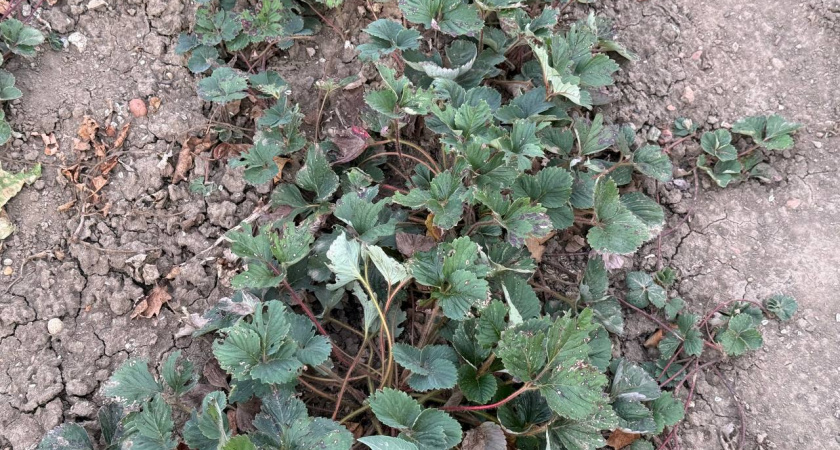 Почему соседская клубника выжила, а ваша сгнила: фатальная ошибка, которую совершают 9 из 10 дачников