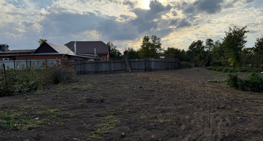 Как быстро и просто избавиться от проволочника в огороде раз и навсегда: советы агрономов