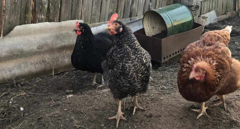 Куры перестали лысеть после того, как хозяйка разбросала эти веточки по курятнику — паразиты исчезли раз и навсегда