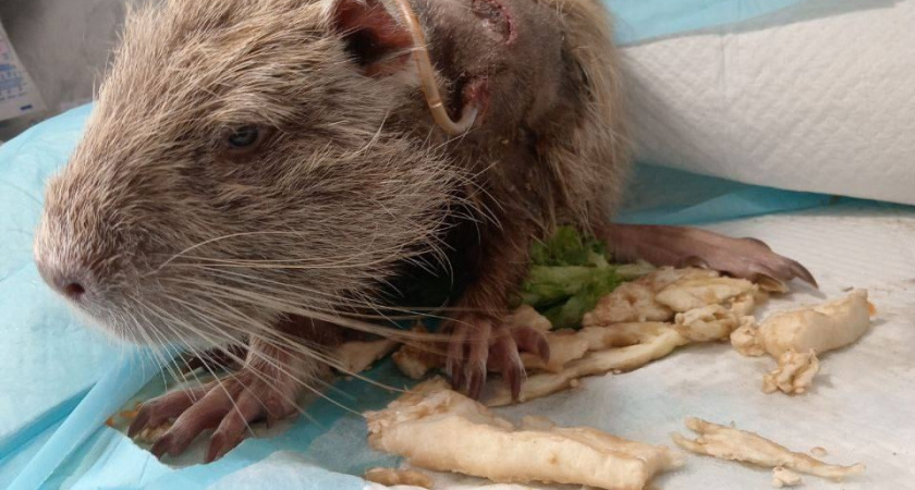 Нутрия, покусанная собакой в Суджукской лагуне, до сих пор находится на лечении: волонтеры рассказали, как чувствует себя зверек