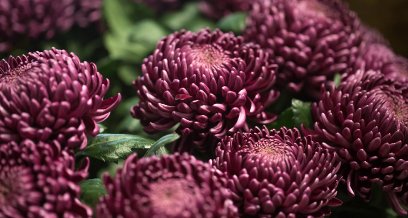 Хризантемы к зиме точно готовы: 10г в лейку и поливаю до 15 октября — защита от мороза и пышное цветение через год  