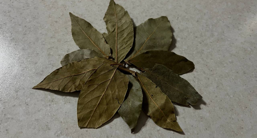 Закапываю лавровый лист в огороде — не волнуюсь всю зиму: делаю так каждую осень, эффект радует много лет