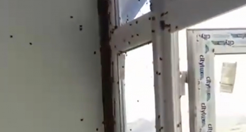 Мраморные клопы атакуют побережье Кубани