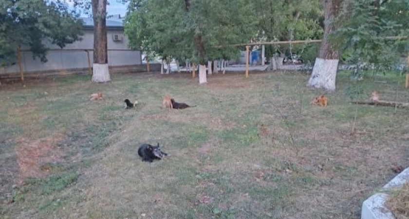 «Мы боимся за жизни своих детей!»: бродячие псы оккупировали поселок под Новороссийском