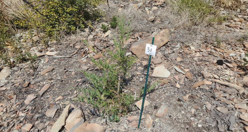 Молодые можжевельники прижились на пепелище Абрауского заказника под Новороссийском