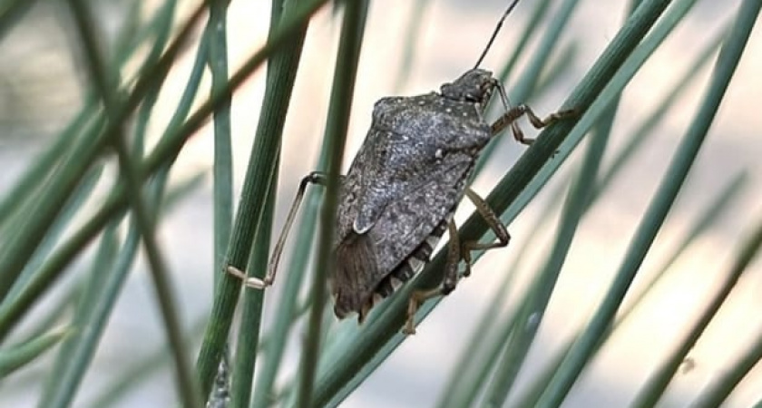 Коричнево-мраморный клоп угрожает сельскому хозяйству: эксперты ВНИИКР предупреждают об опасности