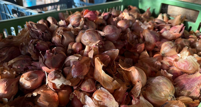 Почему лук гниет в квартире: запомните эти 4 правила, и он уверенно пролежит до весны