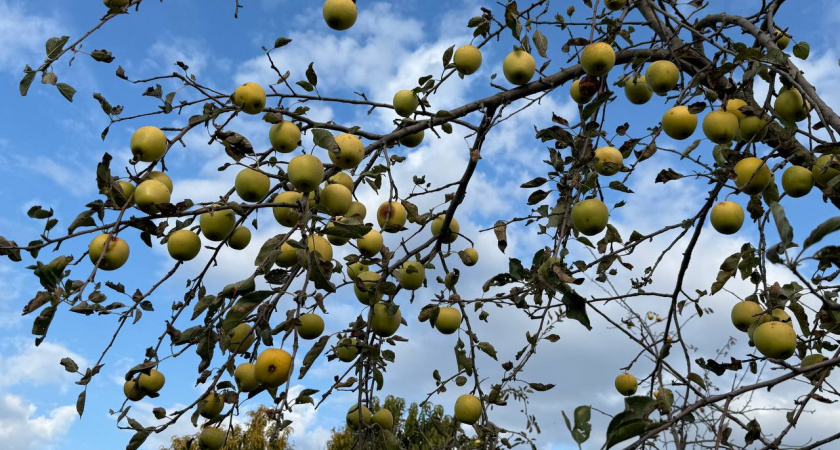 Всем яблоням и грушам в октябре — защита на всю зиму: обливаю стволы ежегодно — и кора целая, вредители спят, а весной — ни единого нароста
