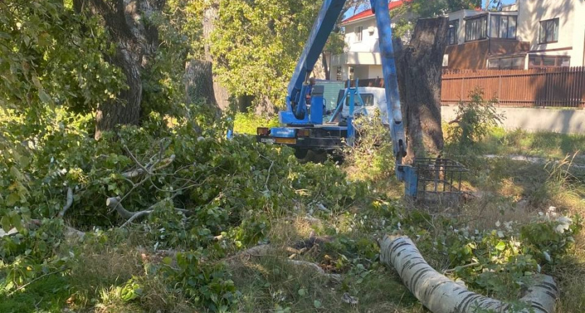 Под Новороссийском вырубают тополиную рощу вдоль русла реки: экологи и местные жители бьют тревогу