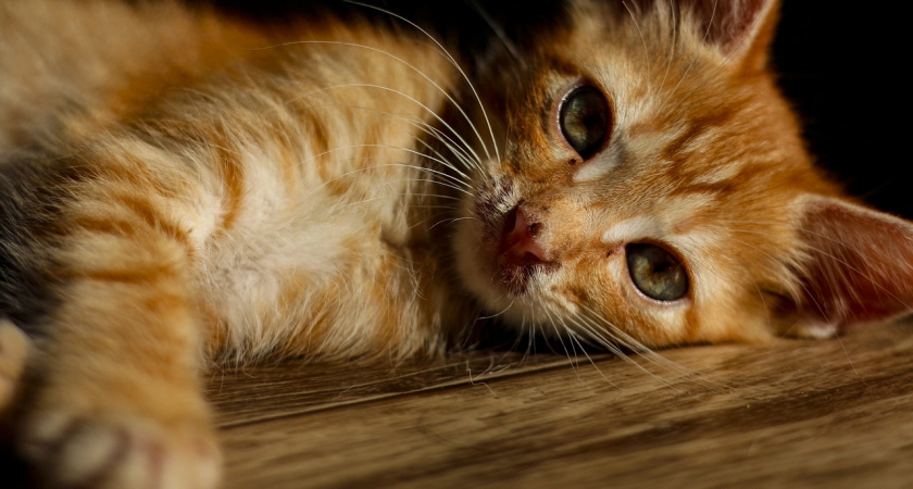 Какие знаки подают кошки перед приходом в дом большой беды - всегда будьте начеку