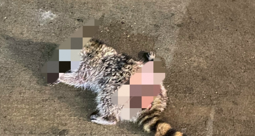 В Новороссийске стая собак загрызла енота