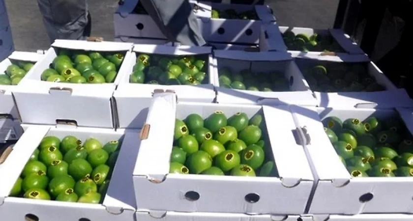 В Новороссийске пытались провезти лаймы на 4,4 млн рублей под видом лимонов