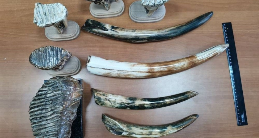 Коллекционер из Новороссийска отправлял за границу бивни мамонта — теперь ему грозит тюрьма