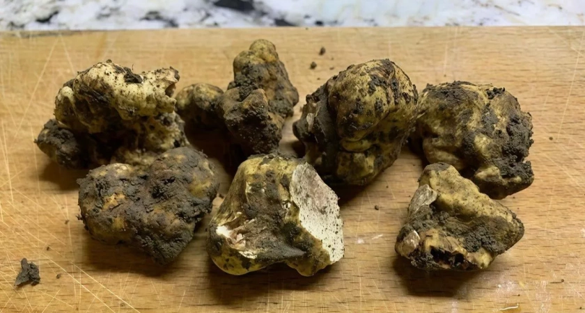 В Краснодарском крае нашли редкий итальянский трюфель