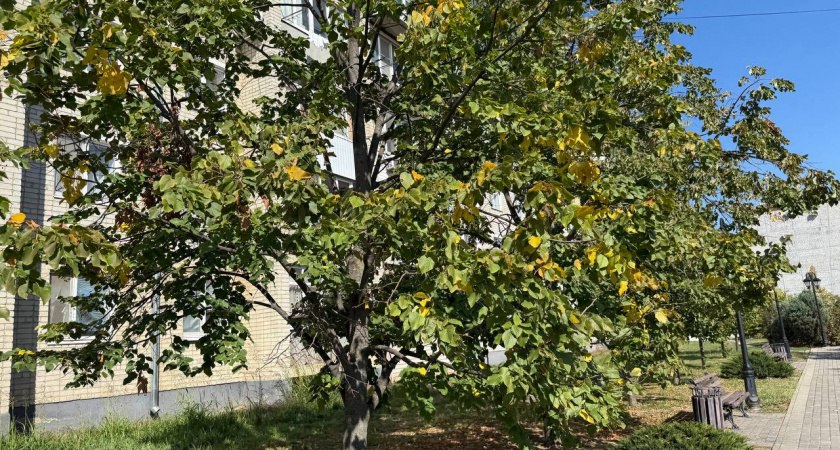 На Кубани ожидаются ливни с грозами и шквалистым ветром: синоптики предупредили о непогоде 13 октября