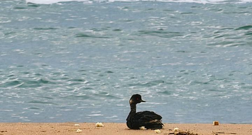 Вторая волна? Волонтеры продолжают находить замазученных птиц в окрестностях Анапы