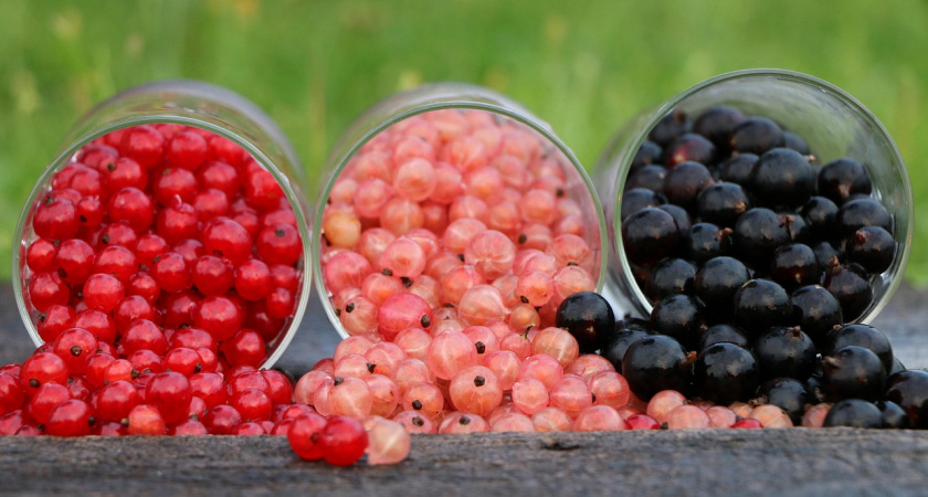 Берём борную кислоту: смородина будет точно крупной, сладкой и сочной в следующем году
