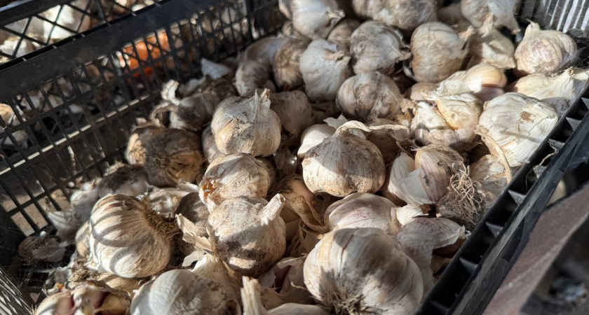Выкопал чеснок в августе и храню 11 месяцев без высыхания: коробка из-под обуви работает в разы лучше дорогих контейнеров