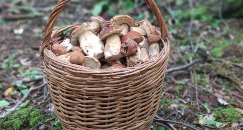 В Новороссийске начался сезон грибов: «тихие охотники» хвастают добычей, а врачи предупреждают об опасности отравлений