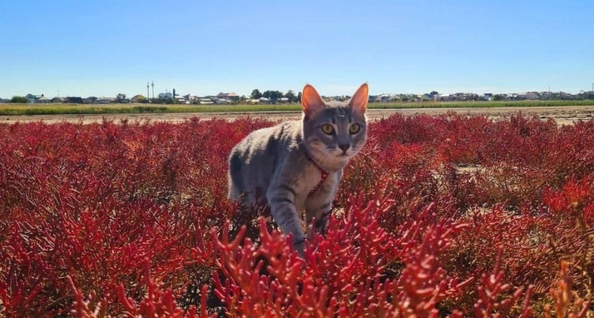 Марсианские пейзажи: на лиманах под Анапой расцвел солерос